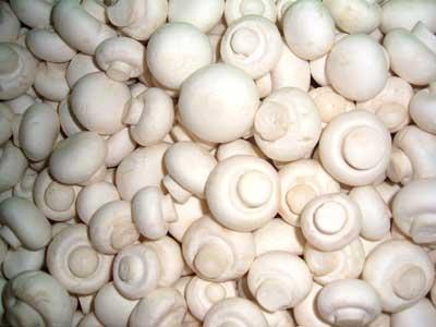 双孢蘑菇(学名:agaricus bisporus),俗称洋菇,为最常见的食用菌种之一