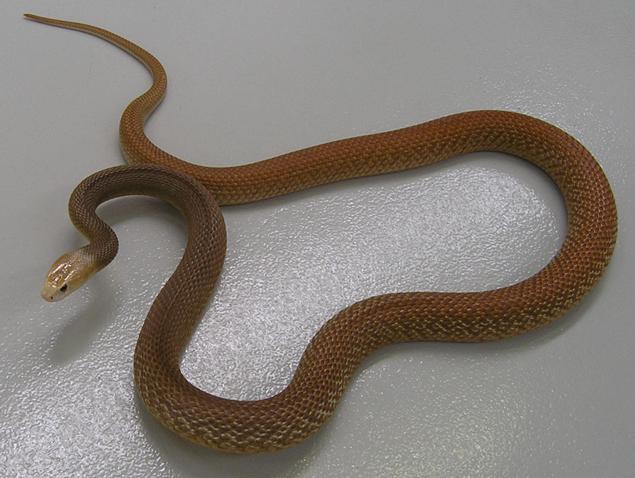 5英尺).头部呈黑色,是海岸太攀蛇的亲戚