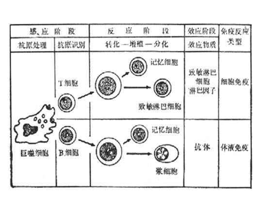 适应性免疫应答可分为识别,活化增殖,效应三个阶段.