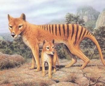 袋狼(英文名:thylacine,tasmanianwolf)因其身上斑纹似虎,又名塔斯