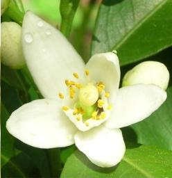 全部版本 历史版本  玳玳花(citrus aurantium),别名回青橙,枳壳花,酸