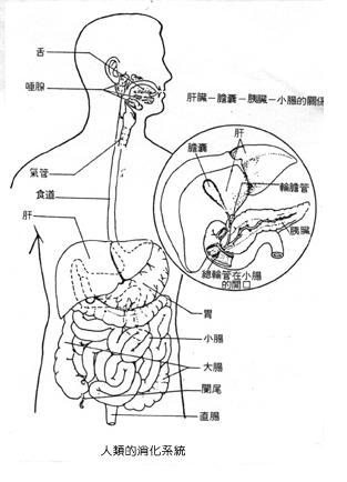 消化