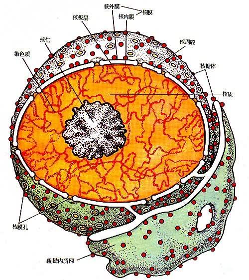 nucleus)是存在于真核细胞中的封闭式膜状胞器,内部含有细胞中大多数