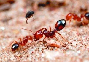 红蚂蚁是蚂蚁的一中,其体长3