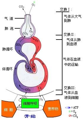 气体交换