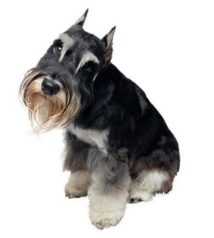 雪瑞纳犬+-+搜狗百科