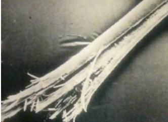 而且容易出现头发分叉