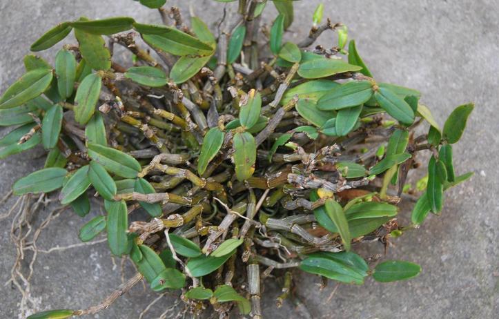 霍山石斛能大幅度提高人体内sod