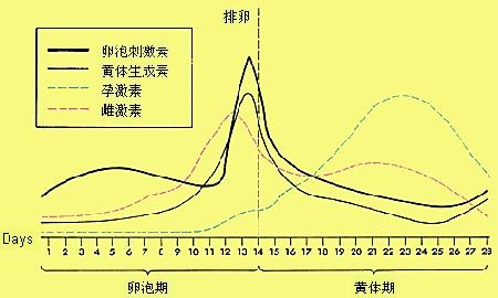 黄体期