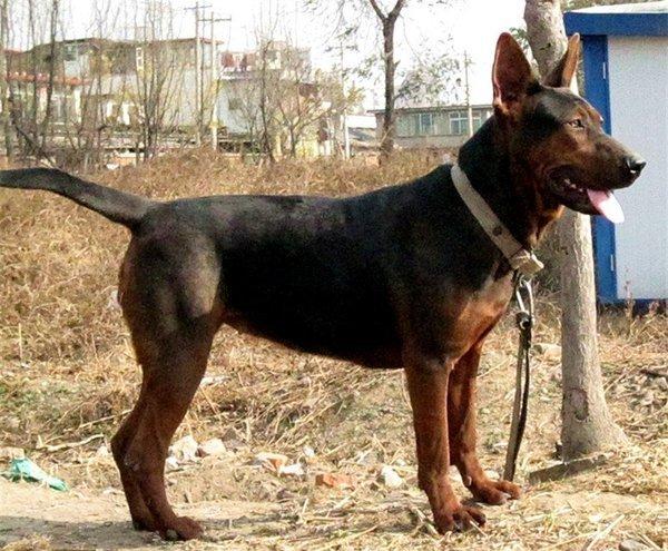 苏联红又称为莱州红,朱桥红,山东红,是一种大型犬,该犬原产地在中国