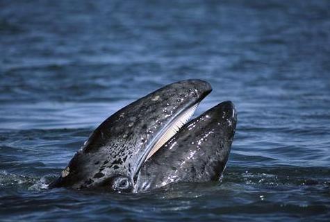 须鲸(学名:balaenoptera)体长约为15～20米