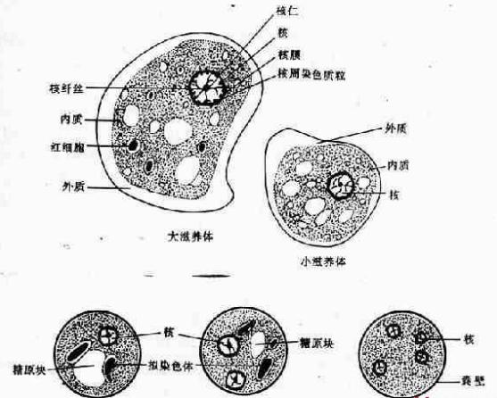 痢疾阿米巴