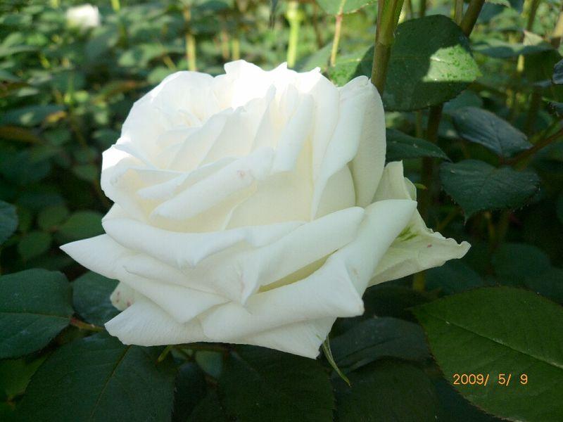 白玫瑰花