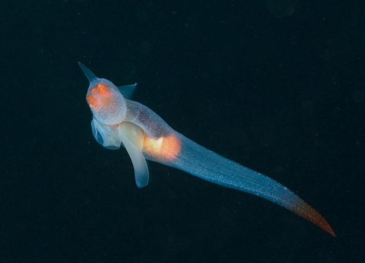 貌如天使的"冰海小精灵"(学名clione limacina )"clione limacina"是