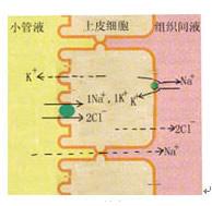 电解质紊乱