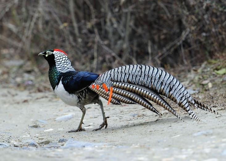 名:chrysolophus amherstiae),又名笋鸡,衾鸡,铜鸡,宽宽鸡,花箐鸡(雄)