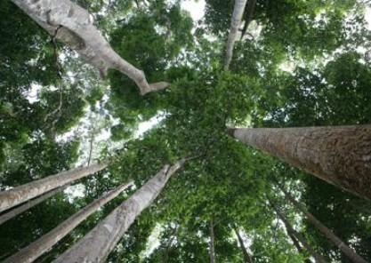 望天树是只有在中国云南才生长的特产珍稀树种