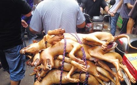 荔枝狗肉节+-+搜狗百科