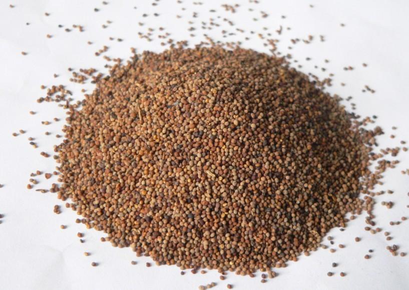 味辛辣.可入药.白芥子性温