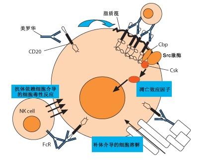 美罗华(利妥昔单抗注射液),适应症为本品适用于:复发或耐药的滤泡性