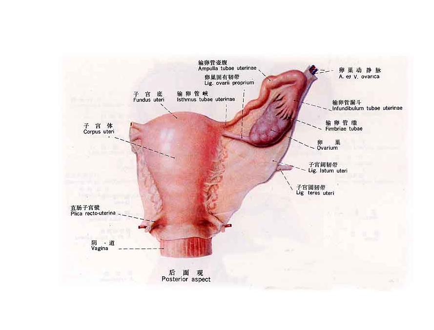 简称"附件",是女性身体生殖器官