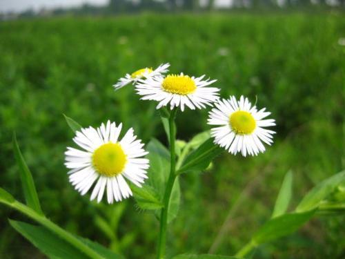 管状,舌状或唇状;雄蕊5,着生于花冠筒上;花药合生成筒状,称聚药雄蕊