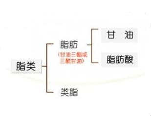 脂质