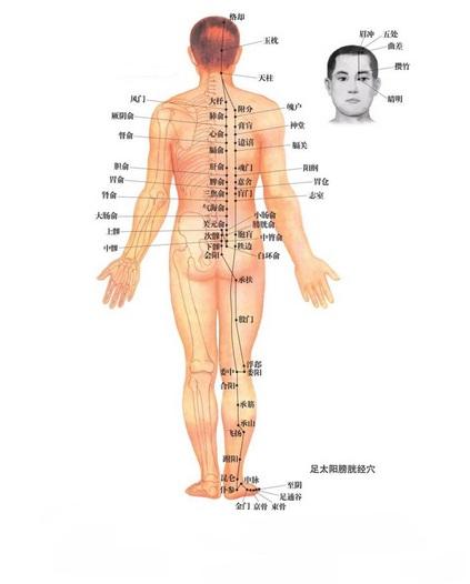 人体穴位图是指通过一张图,画出人身上的每一个穴位的准确位置信息图.
