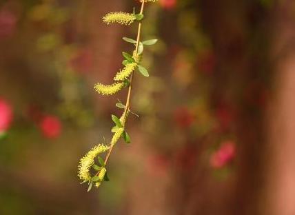 柔荑是指什么意思?