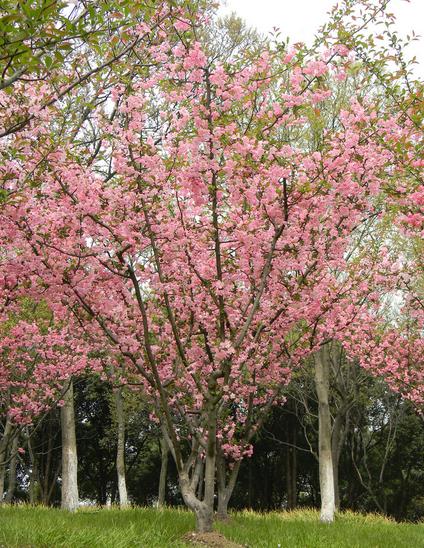 樱花树