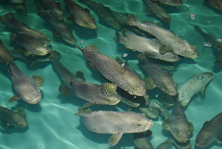 龙趸-+搜狗百科