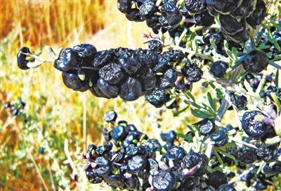 黑果枸杞分布于高山沙林