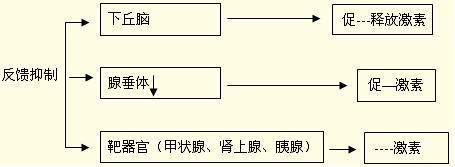 内分泌病