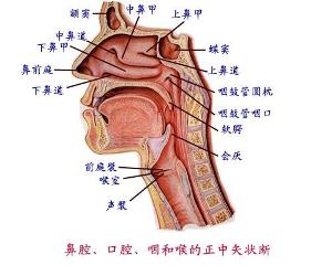 喉结核