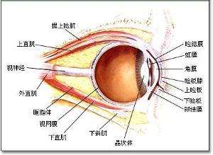 睑板腺囊肿