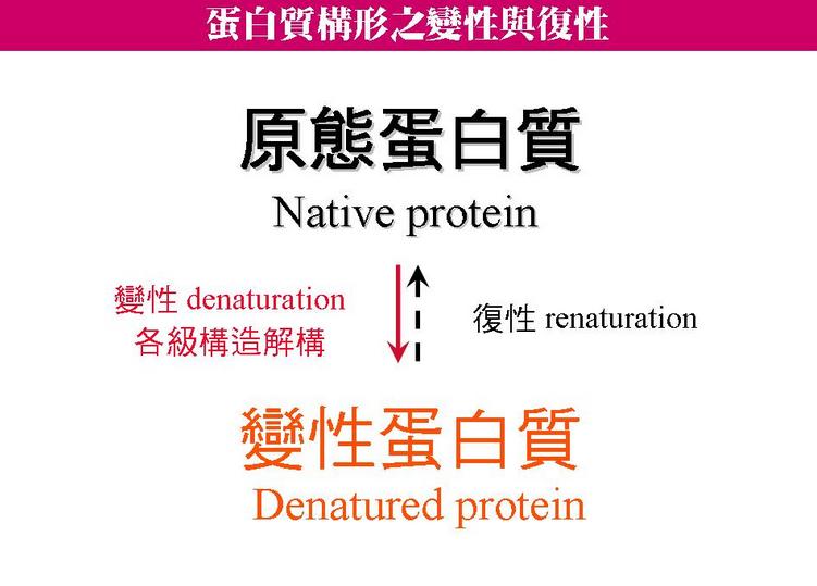 蛋白质变性