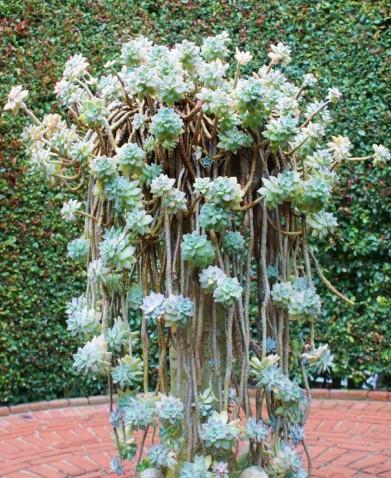 胧月-+搜狗百科