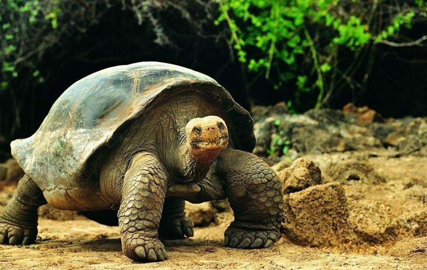 生存现状 在达尔文初到加拉帕戈斯群岛时,加拉帕戈斯象龟的数量大约
