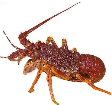 澳洲龙虾