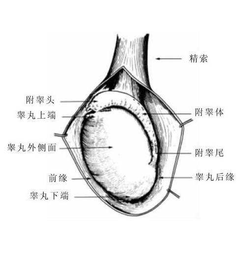 附睾在睾丸的上端和后缘,附睾管长约4-5米,蟠曲构成体部和尾部.