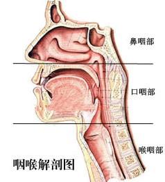 咽喉图