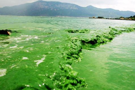 富营养化是一种氮,磷等植物营养物质含量过多