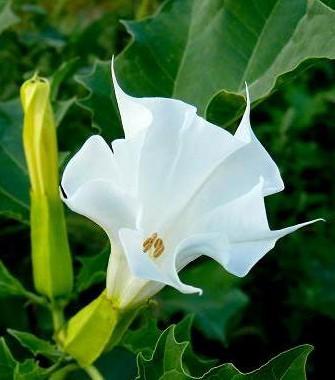 洋金花(学名:datura metel),别名闹洋花,凤茄花,风茄花,曼陀罗花.