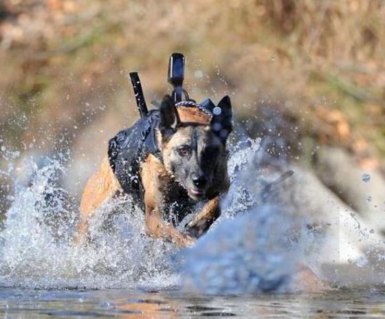 军犬(war+dog)是在军队中服役的犬的统称
