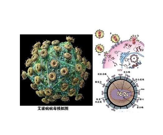 艾滋病性颈淋巴结肿大