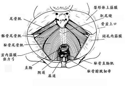 盆底肌痉挛综合征