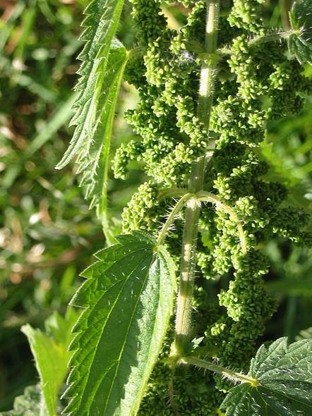 荨麻(nettle),别名蜇人草,咬人草,蝎子草,被子植物门,荨麻