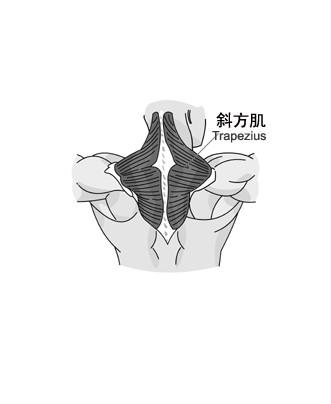 斜方肌(trapezius),是将头部和肩部向后拉的背部肌肉.