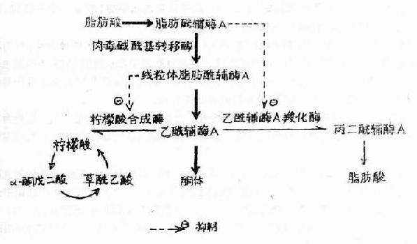 抖胸的原理_单反相机成像原理(2)