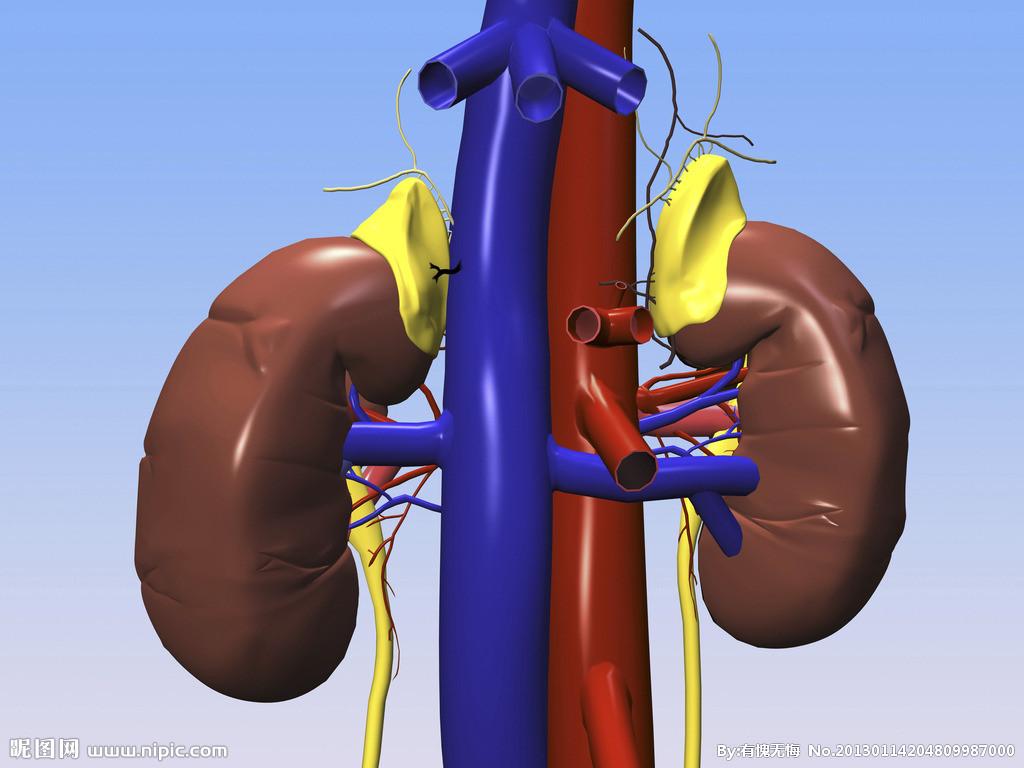 三、肾的构造-人体解剖学-医学